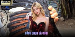 cách chọn gà chọi